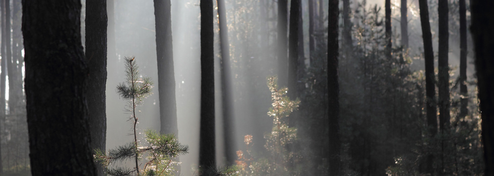 Krajeński Park Krajobrazowy