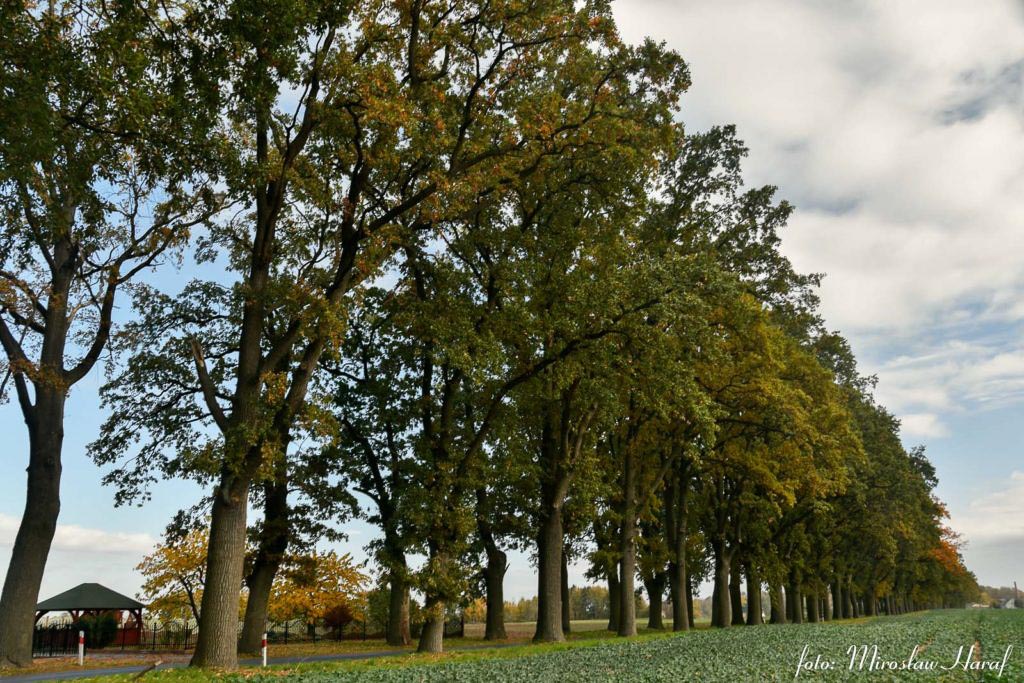 Pomnik Przyrody - Aleja Dębowa