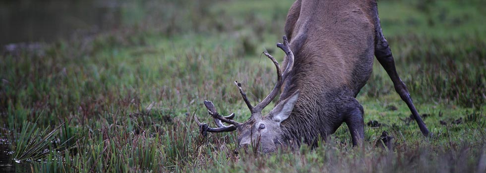 Jeleń, Źródło: http://www.4ict.pl/parki-krajobrazowe/cms/kpk